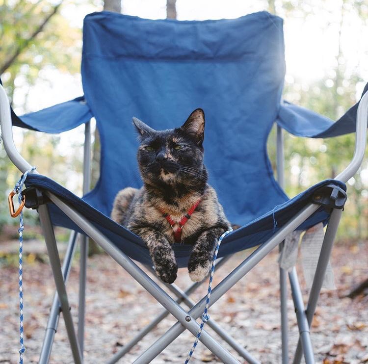 campingwithcats's tweet photo. #cathaiku 
Yes, I stole your chair. 
Don't try to move me; I'll bite. 
Finders keepers, turd. 
#campingwithcats @whiskered_away https://t.co/yHay8iWgyo