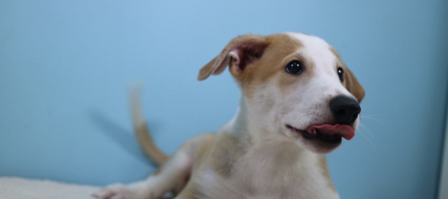 sextaNoticias's tweet photo. Más de 240.000 firmas piden en el Congreso que las mascotas no sean consideradas "cosas"​ en el Código Civil https://t.co/hmewmUapGQ https://t.co/UQBJaRAA1r
