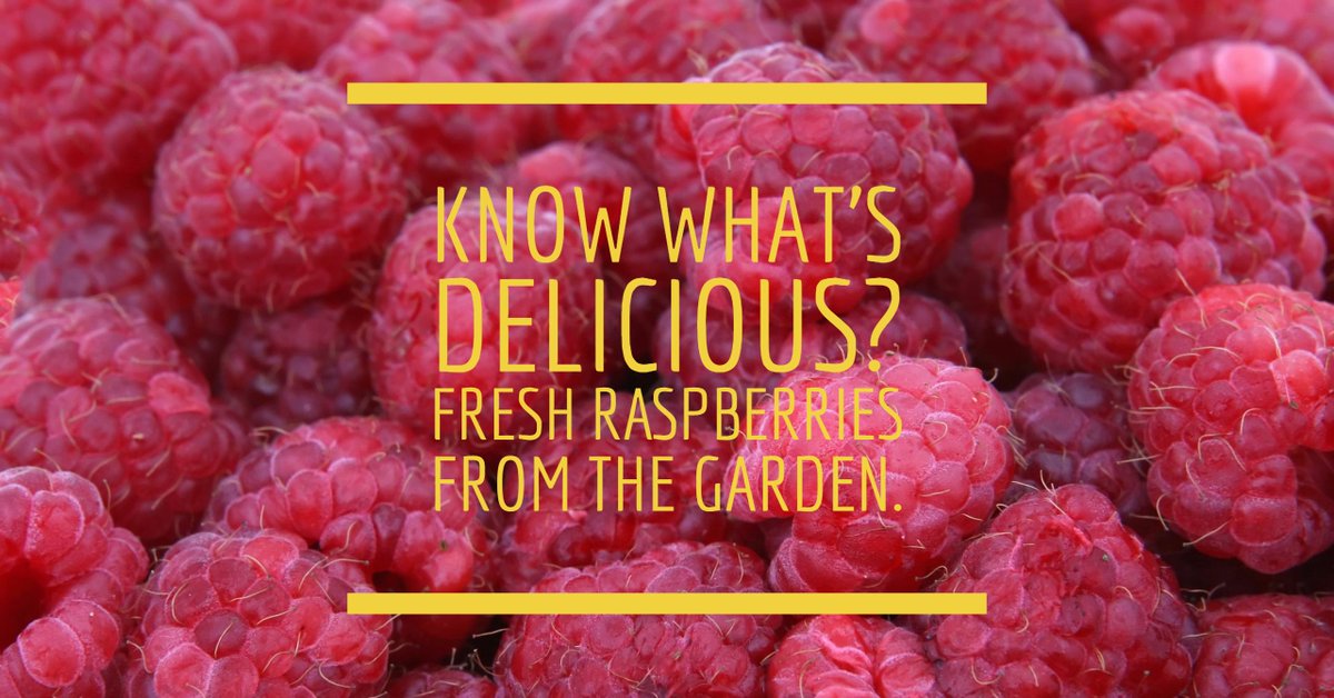 You, too, can grow tasty raspberries right in your own backyard or even in a pot on a patio! bit.ly/1I5aLtl
