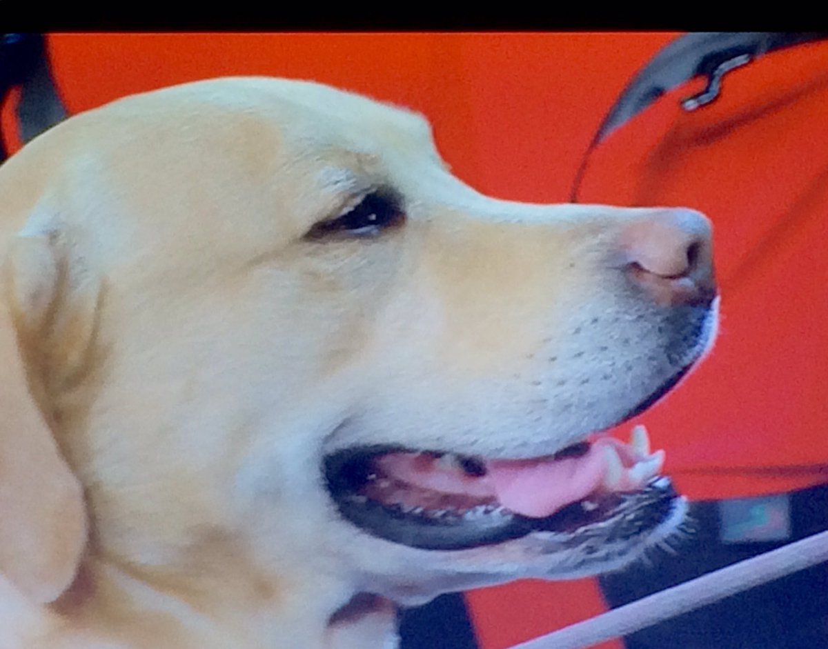 *SANREMO* La mascotte di Sanremo! #sanremo2017