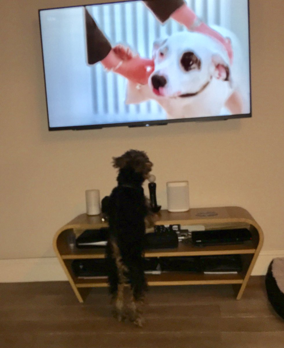 lorrainecandy's tweet image. She has gone beserk watching this #secretlifeofdogs