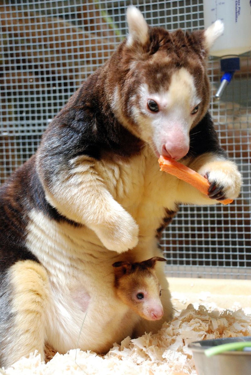 EvilAFM's tweet photo. Este minicanguro es extracute. Australia tiene el mejor lore. https://t.co/V7mwEmAyky