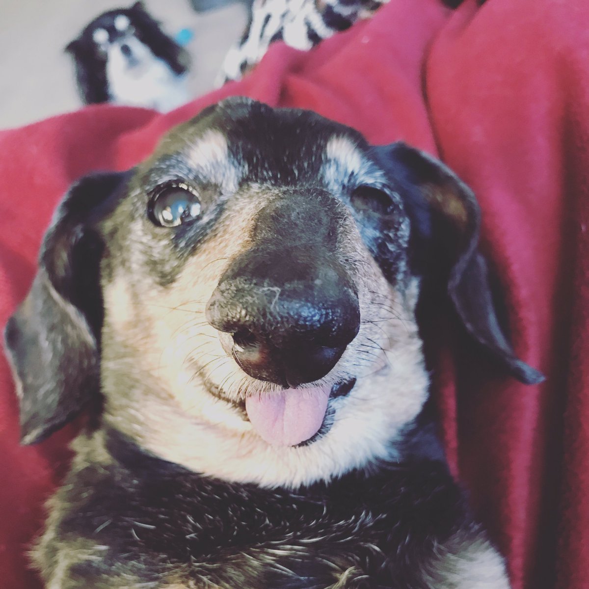 BOGEYandREMY's tweet photo. Sweet Senior Toothless Rescue Romy Roo #TongueOutTuesday #wienerdog #dachshunds #doxieposse https://t.co/Yqt9AjsY7c