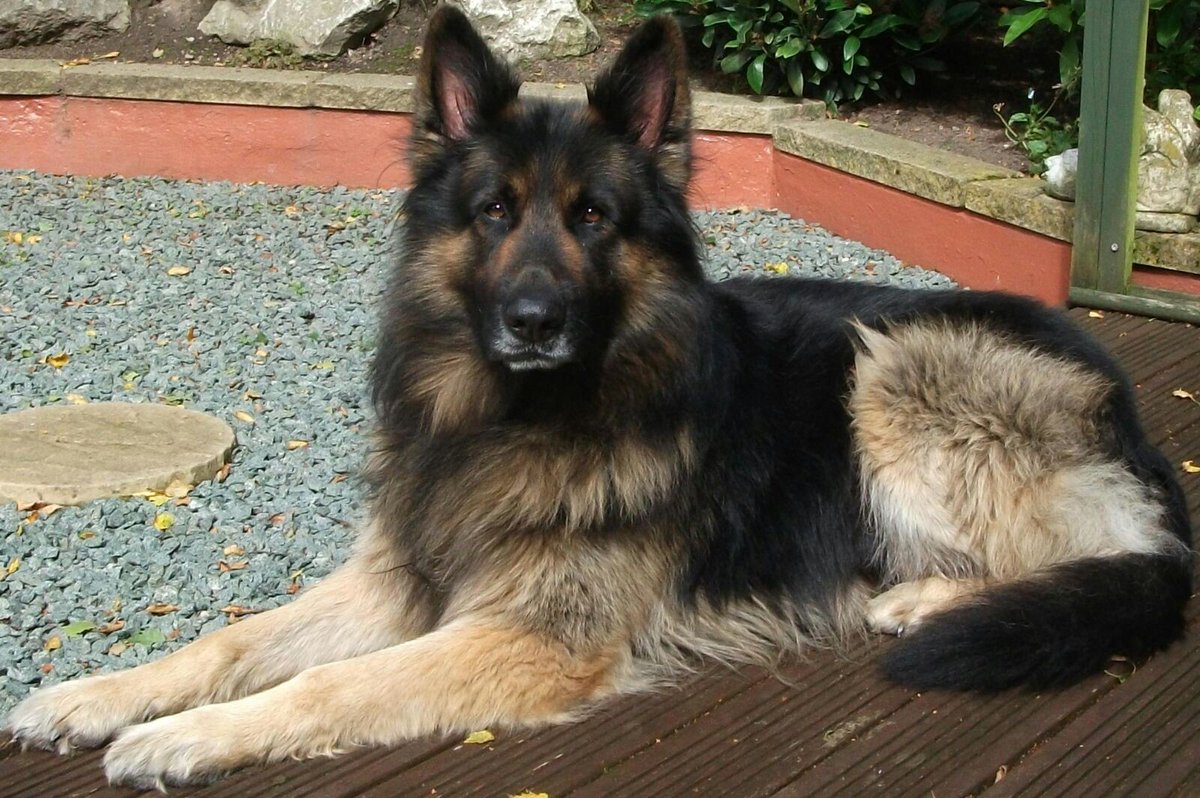 playfulrafy's tweet image. #secretlifeofdogs here we have a dog with no secrets,,,