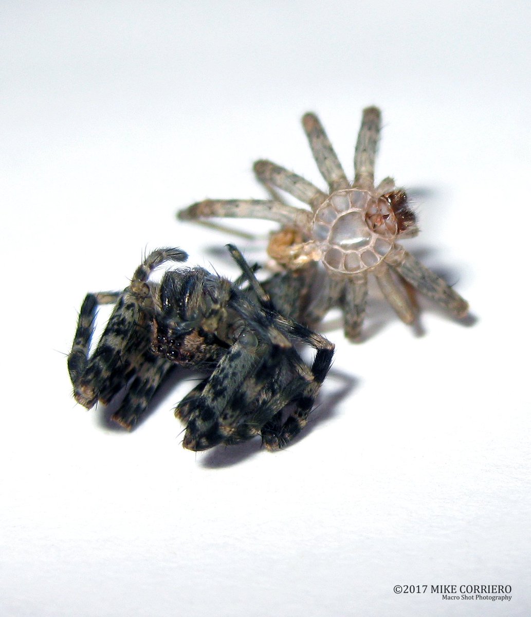 CreatureDesigns's tweet photo. A small female Dark Fishing Spider caught early in the summer in the process of molting #spiders #arachnid #eightlegged🙂🕷️ https://t.co/kGrFO6gVg6