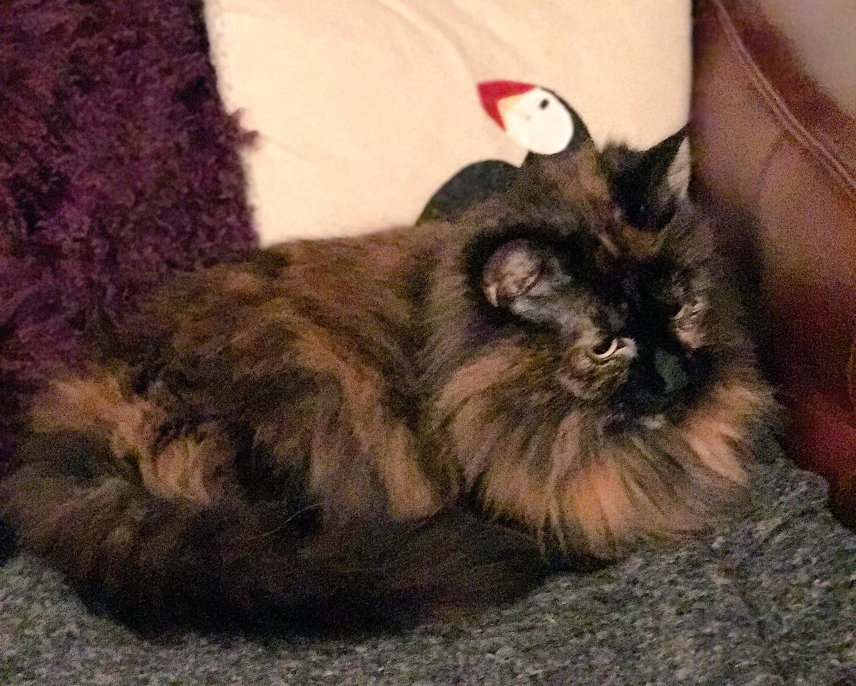anyascats's tweet photo. What is that over there? #cats #catstare #CatsOfTwitter @AwwwwCats @Catownersuk @Cats @catsofinstagram @DailyCatFill RT #bemoremattie https://t.co/oiOZVeYl3Z