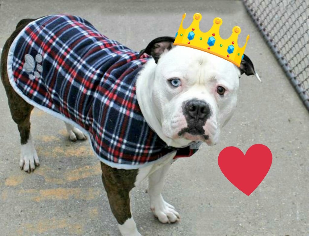 gaviota330's tweet photo. KODIAK
https://t.co/FZwU9DOUz3
STILL ALIVE!
FRIENDLY YOUNG BOY NEEDS HERO
HELPDOGS@URGENTPODR.ORG https://t.co/uz5hdgl7Lo