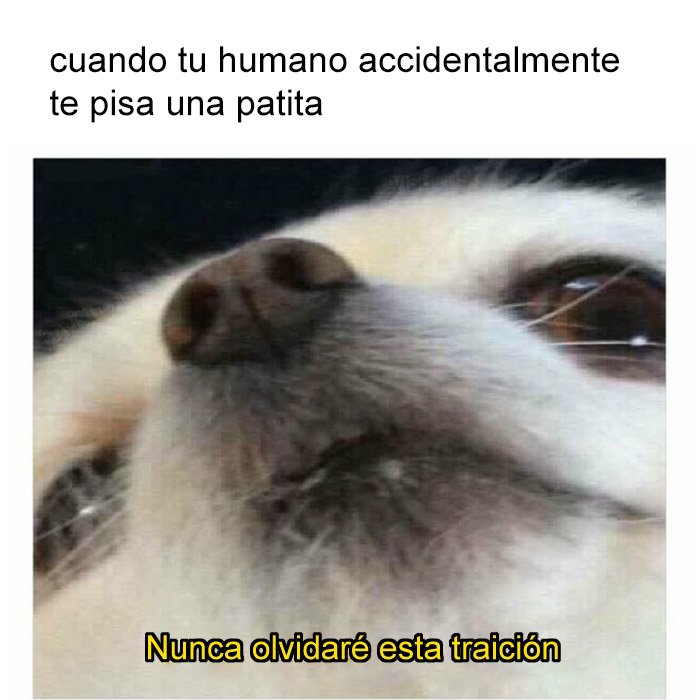 yisucrist's tweet photo. jamás t lo perdonaré bro https://t.co/Pzs3fShpVj