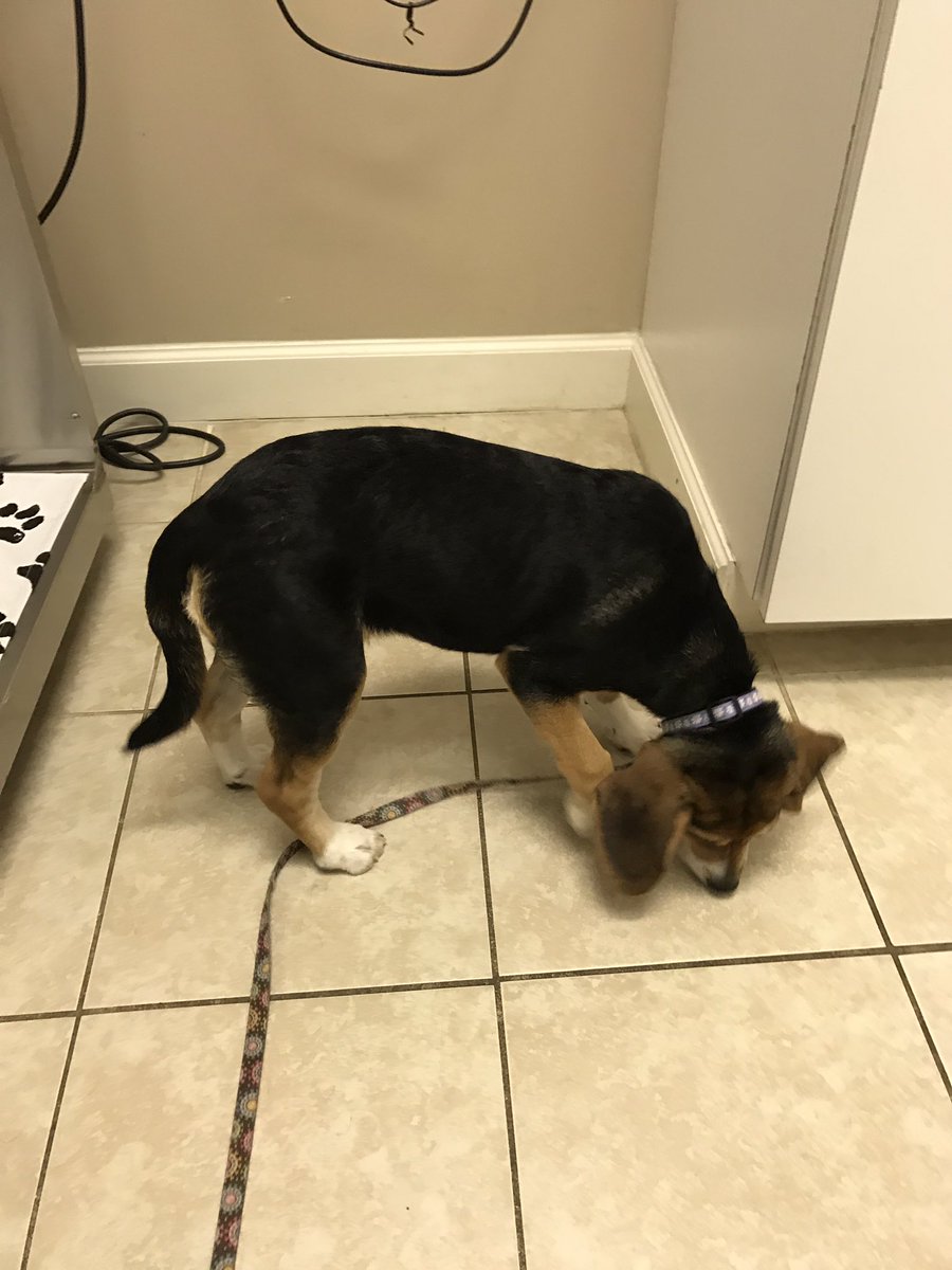 Daisy_hounddog's tweet photo. First trip to the Vet with @scifigal13 today! https://t.co/mAcDKFkrM7