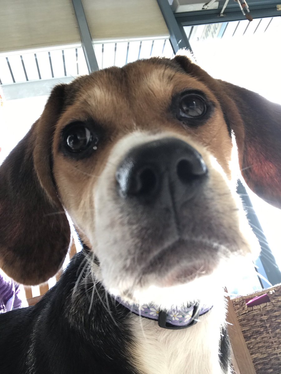 Daisy_hounddog's tweet photo. First trip to the Vet with @scifigal13 today! https://t.co/mAcDKFkrM7