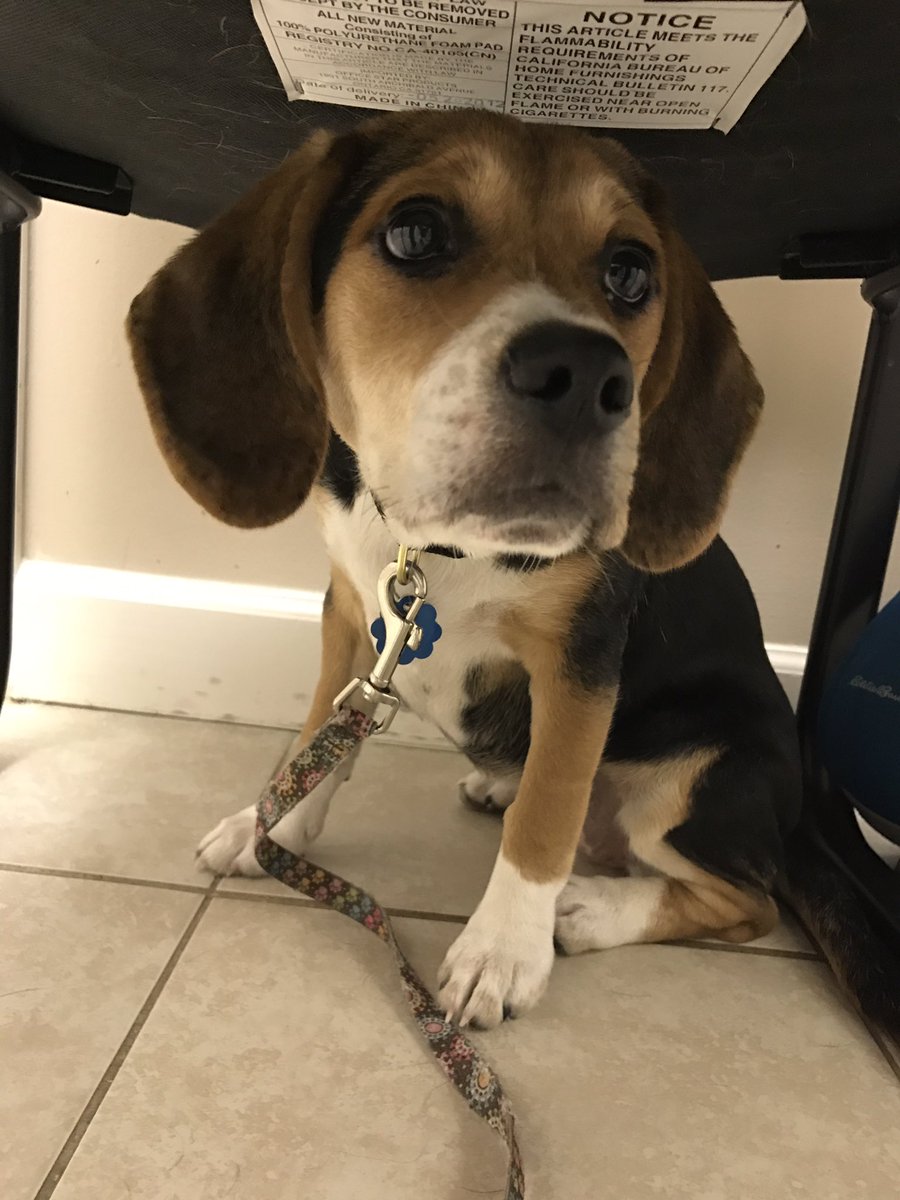 Daisy_hounddog's tweet photo. First trip to the Vet with @scifigal13 today! https://t.co/mAcDKFkrM7