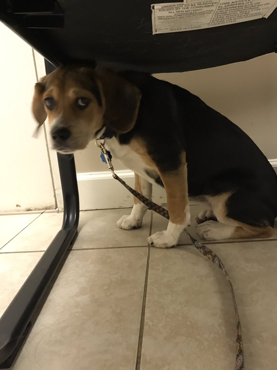 Daisy_hounddog's tweet photo. First trip to the Vet with @scifigal13 today! https://t.co/mAcDKFkrM7