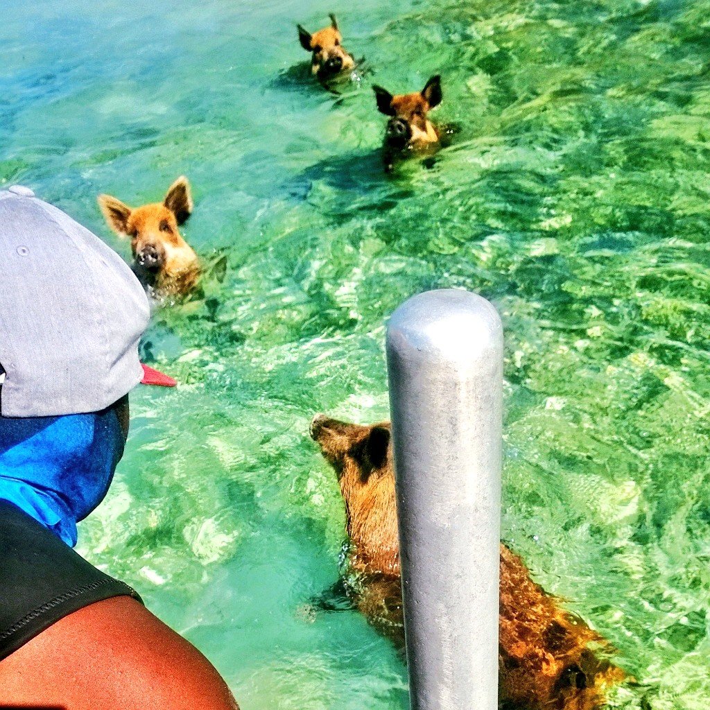 DiveTimeAbaco's tweet photo. 10 minute survival float!! #Padi #divetimeabaco #abacobeachresort No Name Cay #itsbetterinthebahamas https://t.co/Qj9w99D5eX