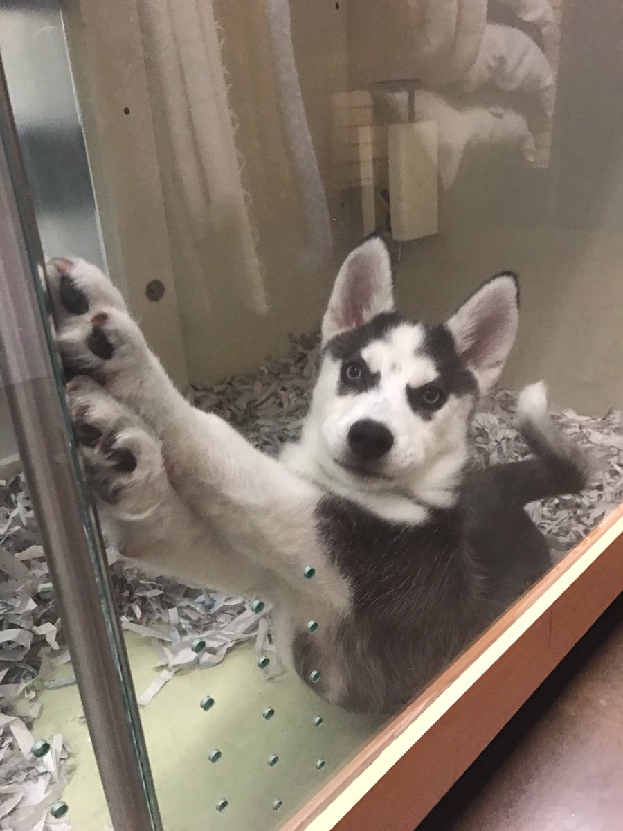 meganpike8's tweet photo. THIS IS NOT OK!!!!!! There are 4 huskies at Barkworks in the Tyler Mall, PLEASE someone needs to adopt them or they are gonna be put down 😖 https://t.co/YFETdcNIO0
