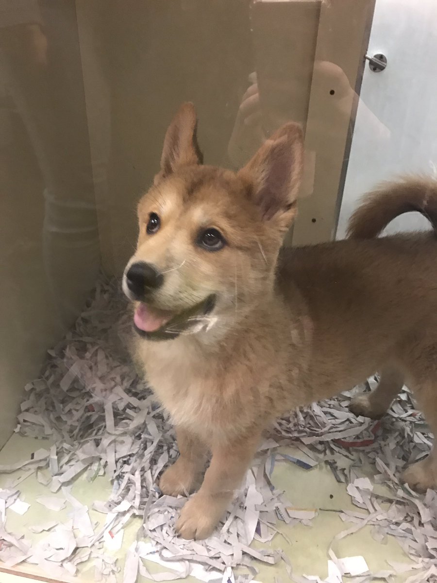 meganpike8's tweet photo. THIS IS NOT OK!!!!!! There are 4 huskies at Barkworks in the Tyler Mall, PLEASE someone needs to adopt them or they are gonna be put down 😖 https://t.co/YFETdcNIO0
