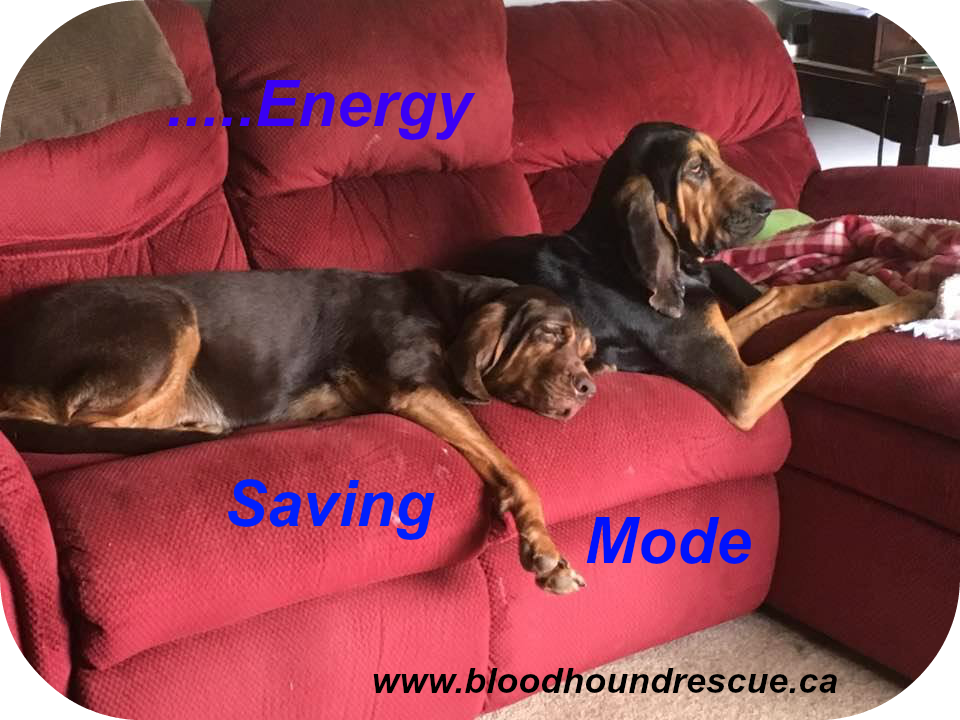 OBR's adoptee Lanie (formerly Ladybird) and BFF Tara are in ....