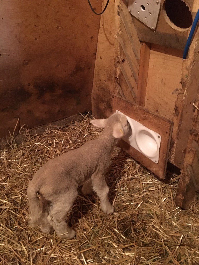 HaystinH's tweet photo. So happy for the milk machine instead of bottle feeding #sheep365 https://t.co/r5qgjExR4f