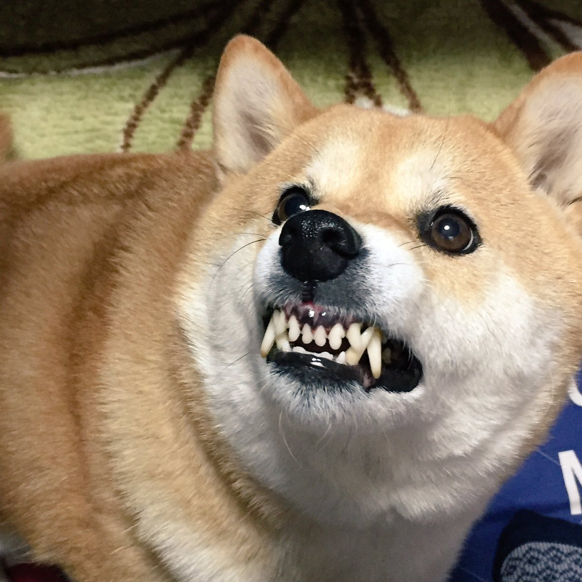 柴犬ハナ Auf Twitter アタシを構ってないで とっとと学校行きなさいよーッ 皿 キーッ 柴犬ハナ Auf Twitter アタシを構ってないで とっとと学校行きなさいよーッ 皿 キーッ