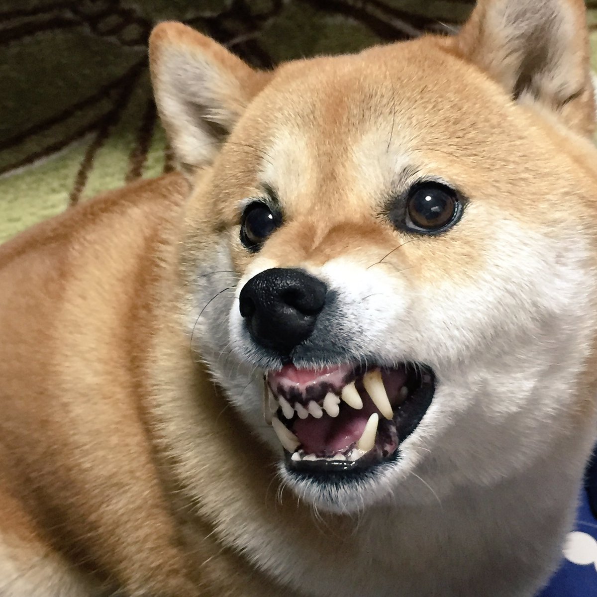 柴犬ハナ アタシを構ってないで とっとと学校行きなさいよーッ 皿 キーッ 柴犬ハナ アタシを構ってないで とっとと学校行きなさいよーッ 皿 キーッ