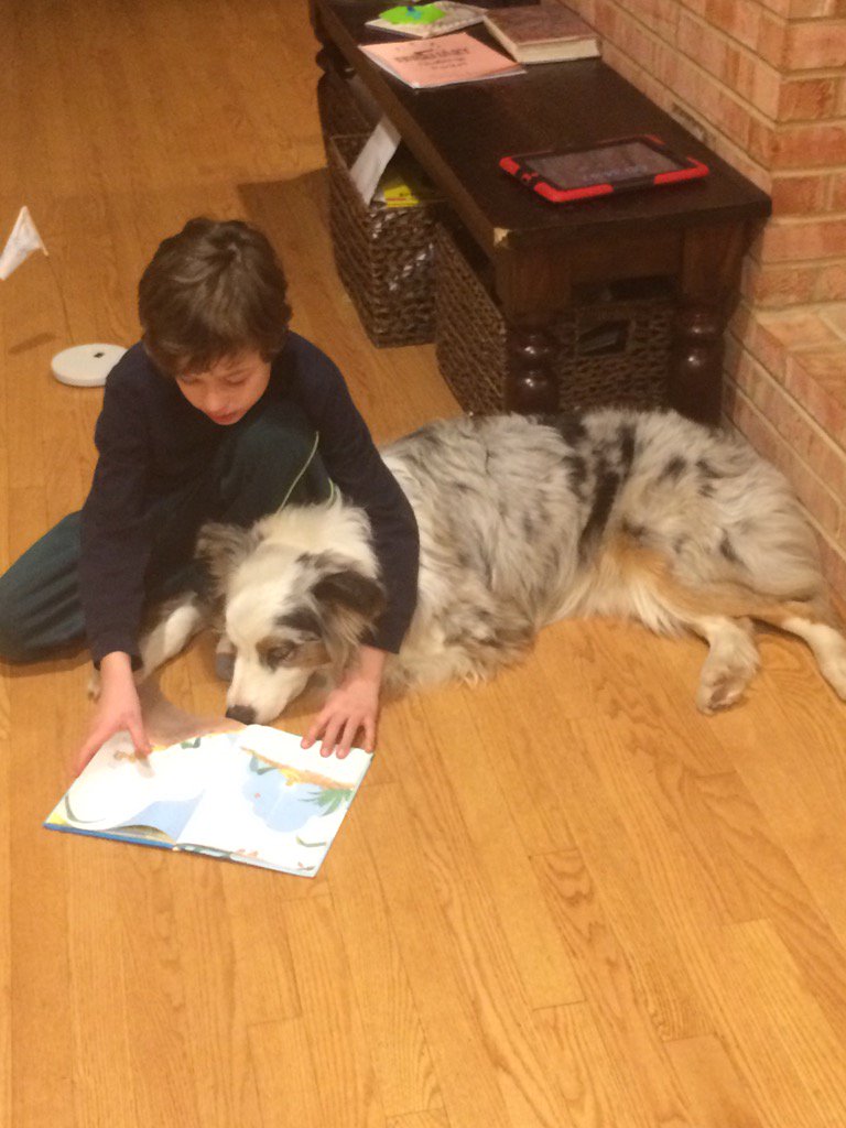 AngelaLlerena's tweet photo. Wrigley getting his 20 minutes of reading in. @barbararose220 #brosereads https://t.co/gINNBs13kq