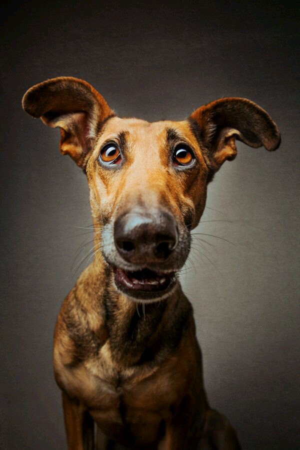 LuisaM56_'s tweet image. 💖#SecretLifeOfDogs💖 @phil500💖
💖HE IS NOT  MY  PET......HE IS  MY ANGEL💖