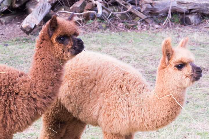 esencianimal's tweet photo. #Fluffy and #Lovable #Stepbrothers. Nuestros esponjosos hermanitos. #Peluches #Alpaca #Farmlife #Fibra #Felt #Ruralentrepreneurs #Rusticos https://t.co/t2pOm1PkLG