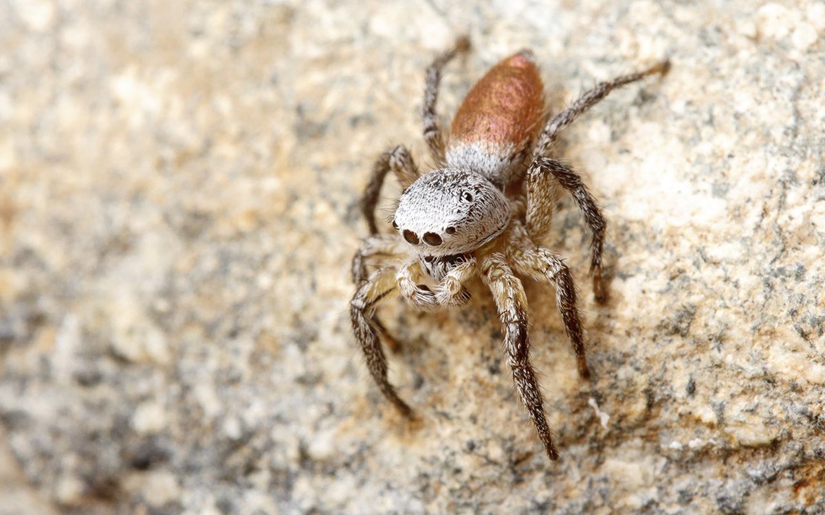 Ibycter's tweet photo. Yeah, we are big on calling salticids #Gatewayspider @am_anatiala @numbatmedia @MrAndrewDuBois @Cataranea https://t.co/R0bfm3DDZ2