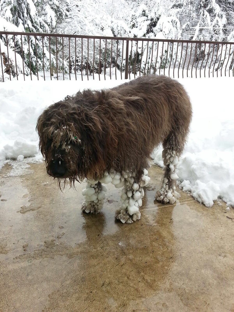 Forbes_Kel's tweet image. Dog or Muskox? #dogsofwinter