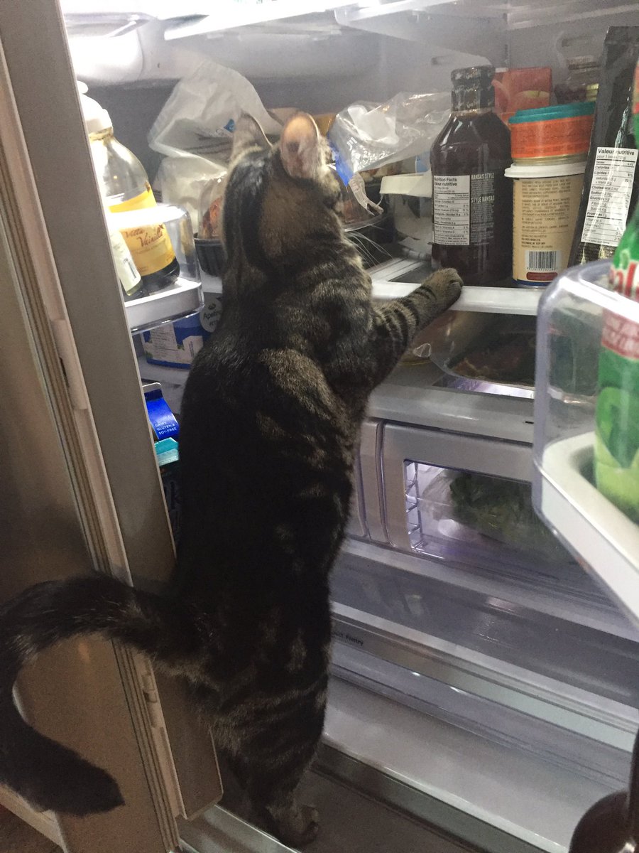 Katrina Winslow 🕷 on Twitter: "Everytime I open the fridge my cat goes  looking for a snack https://t.co/LXddFSK8jK" / Twitter