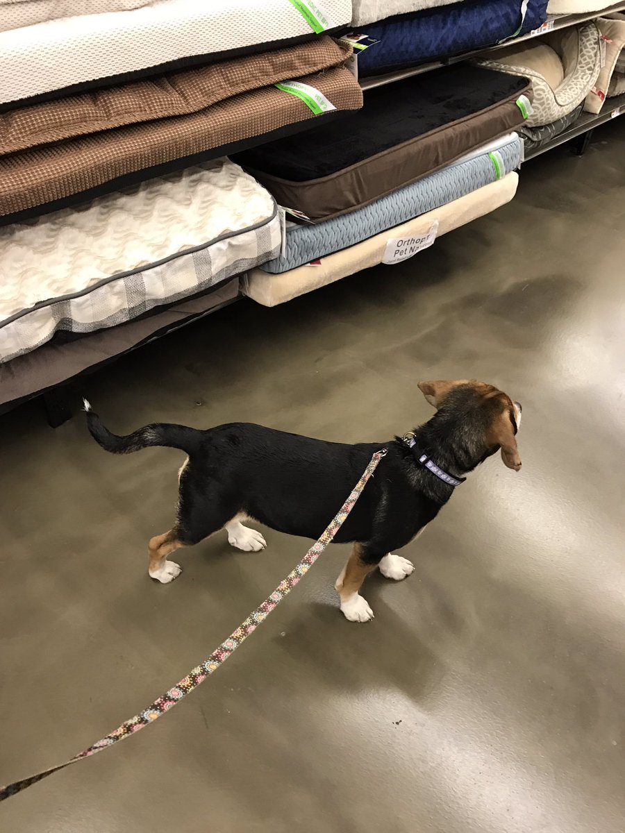 Daisy_hounddog's tweet photo. First trip to @petsuppliesplus with @scifigal13 https://t.co/JesgZkGGaq