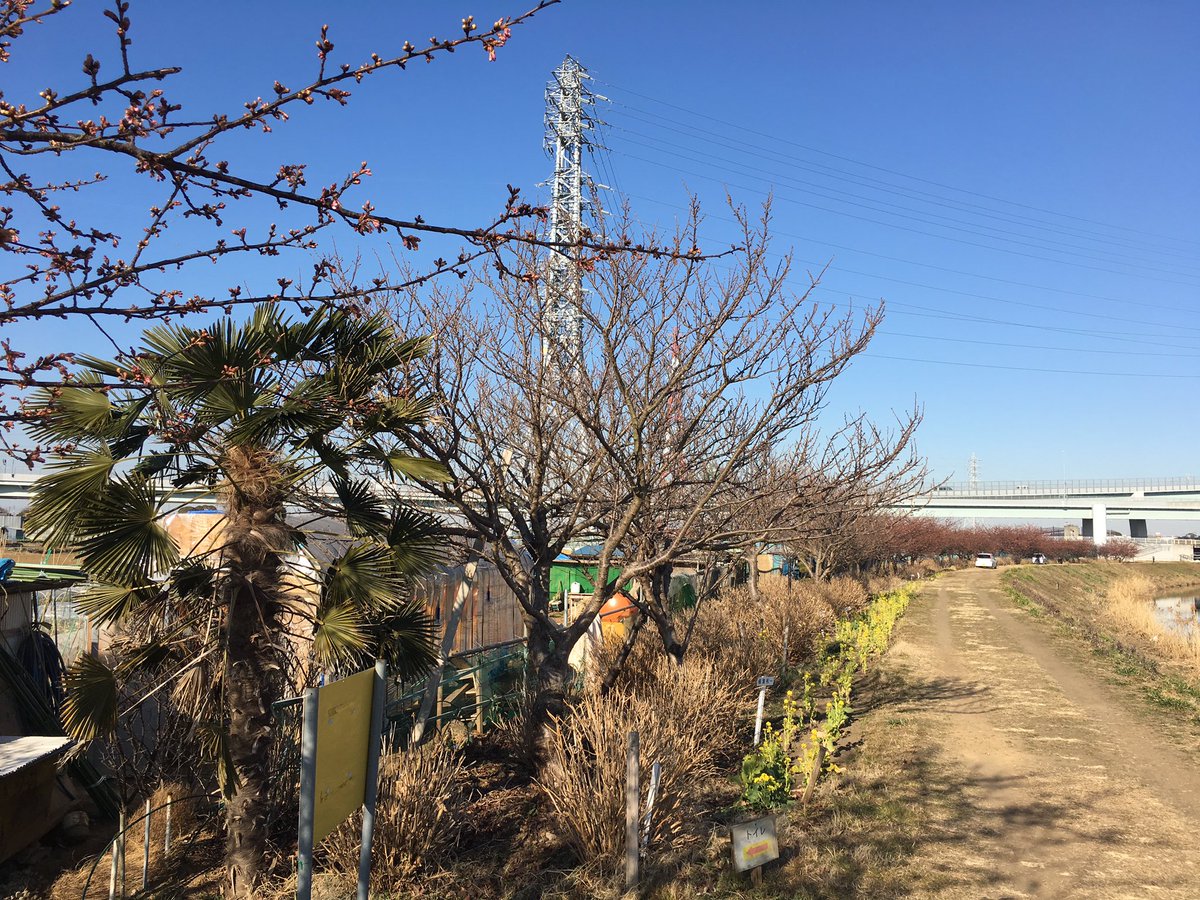 8kick_info's tweet photo. 茅ヶ崎の河津桜
茅ヶ崎市、小出川沿いの桜は2月4日現在『一分咲き』といったところでしょうか。
2月中旬〜後半にかけて満開になりそうな気配がありますね。
#茅ヶ崎
#小出川
#河津桜
#ダイエット
#キックボクシング
#満開楽しみ https://t.co/WmRRZZ5K8A