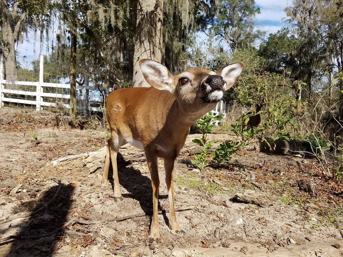 AnimisInOcala's tweet photo. #Deerlybeloved If you are fawnd of our animals please help #SaveAnimis by doe-nating now! https://ww #pundemonium https://t.co/g7JTHOHlHB https://t.co/HtVkrldfVa