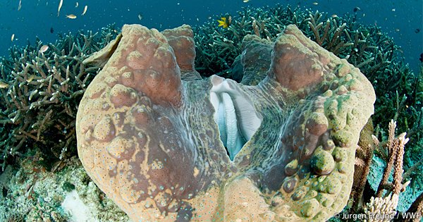 スタッフブログ更新】シャコガイ徒然草： 先日、某バラエティ番組で