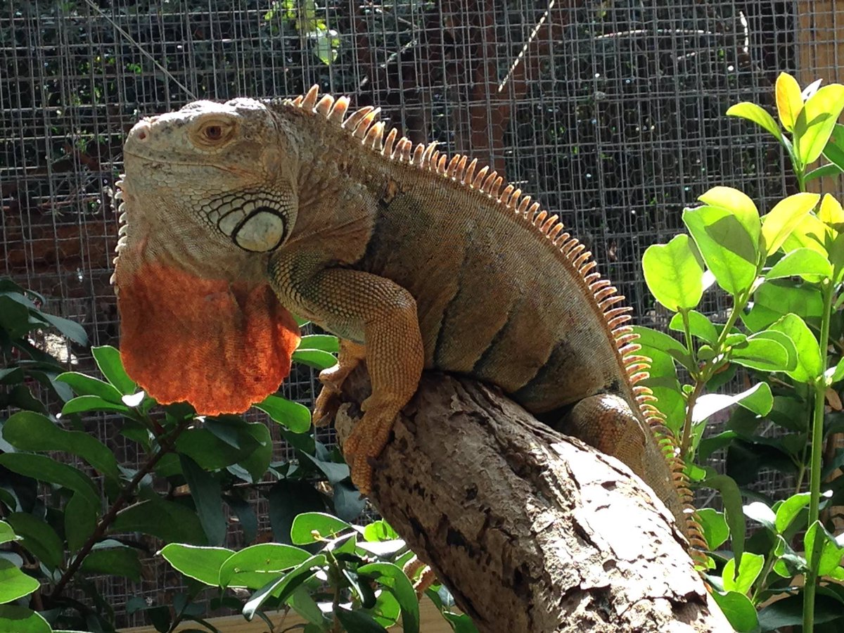 AnimisInOcala's tweet photo. #Iguana thank everyone who RTs to #SaveAnimis #pandemonium https://t.co/pa4UbJ5ema #wildlife #animal #sanctuary #rescue #donate https://t.co/yuIowptRMc