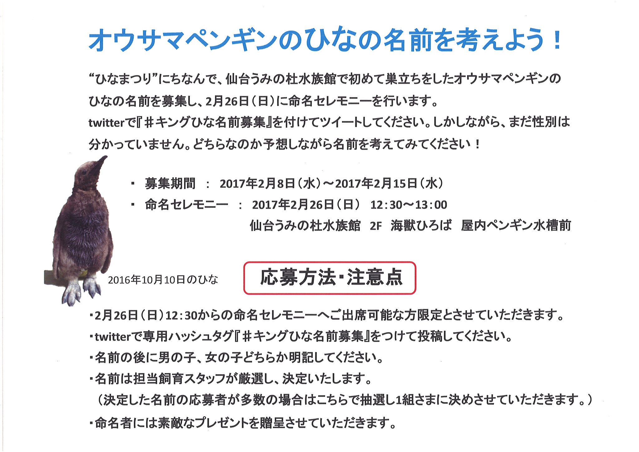 仙台うみの杜水族館公式 仙台うみの杜水族館 もうすぐひな祭り ということで 昨年生まれたキングペンギンの ひな の名前をtwitterで募集いたします 添付の応募要項をご確認の上ご応募くださいね S Uminomori キングひな名前募集 T Co
