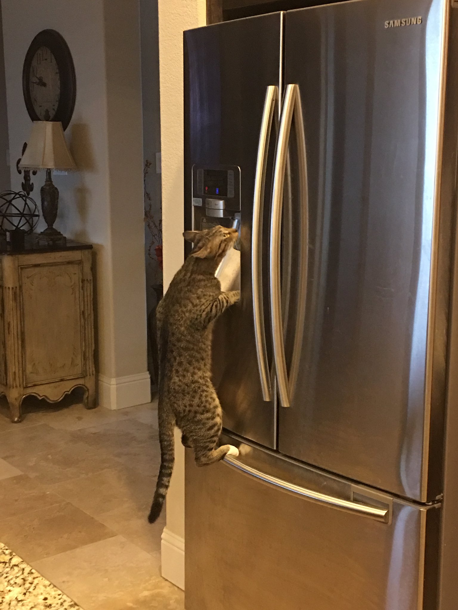 jenna on Twitter "my cat figured out how the fridge works and now he's