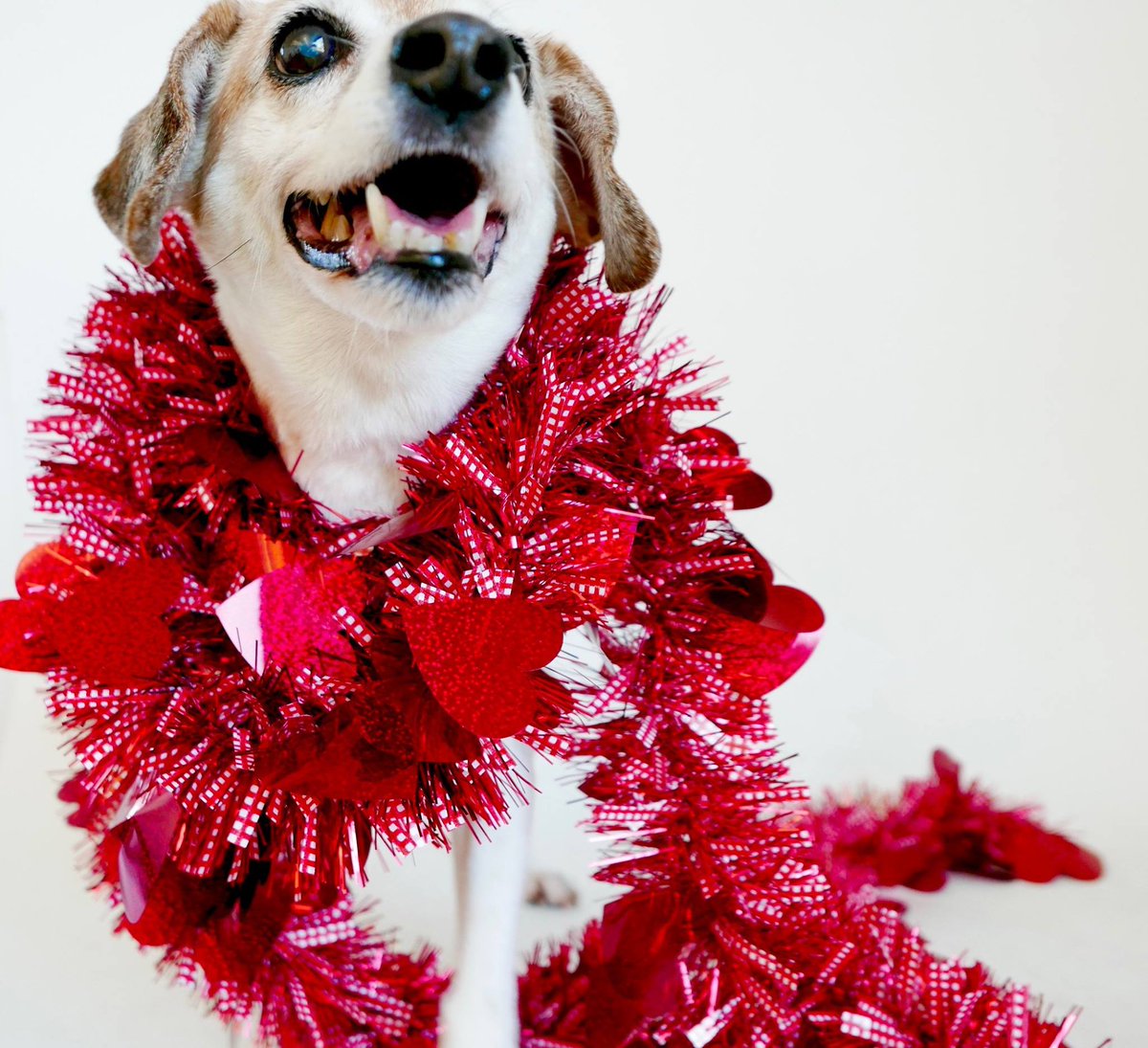 ClassicCanines's tweet photo. 10-year-old LOUIE was owner-surrendered and is ready 2 start the rest of his life &amp; to have some serious fun! A716002 in B16 @austinanimals https://t.co/4NtrI3jfAg