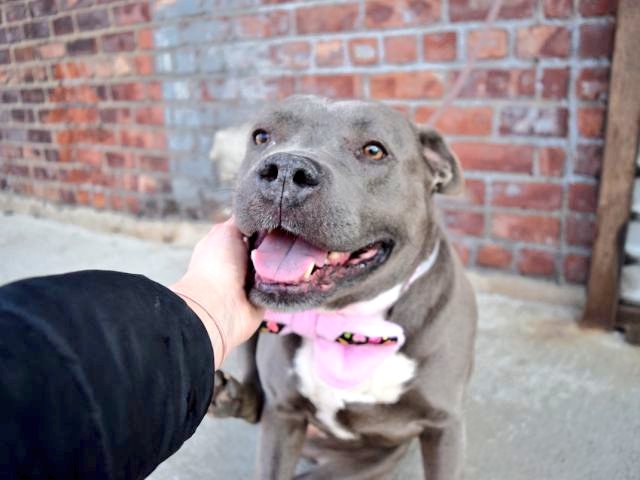 gaviota330's tweet photo. NINA
https://t.co/ywiFV2C2VQ
KILL LIST
SWEET BEAUTY
LOVE BELLY RUBS
KIDS FRIENDLY
HELPDOGS@URGENTPODR.ORG https://t.co/DPJsS49PZO