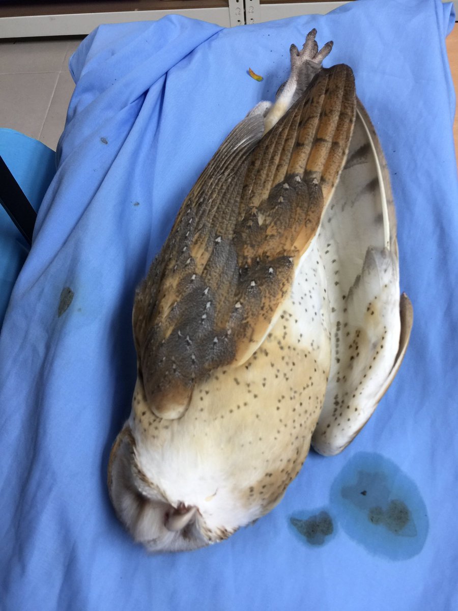 SSIS ES Principal tweet media