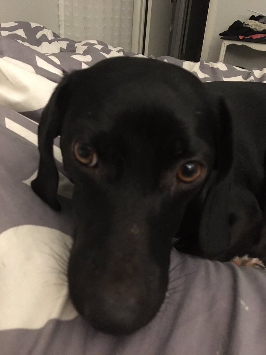 Victoria_Runs's tweet photo. Sweet dogs. Have no clue they are headed to the vet first thing in am for shots and annual exam. #dogs #savannah #adoptdontshop https://t.co/Nr4vpMmmYQ