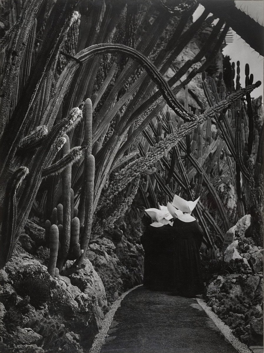 SweetViolettes's tweet image. Brassaï | Exotic Garden, Monaco | 1946