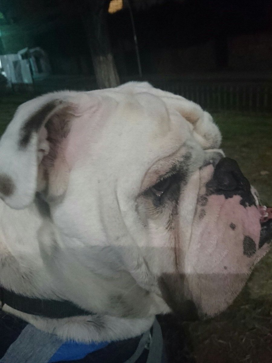 GerardMirandaOK's tweet photo. Las salidas con este gordo son lo máximo #Perfectas #Luckas #BulldogIngles https://t.co/Er0EMQ99Im