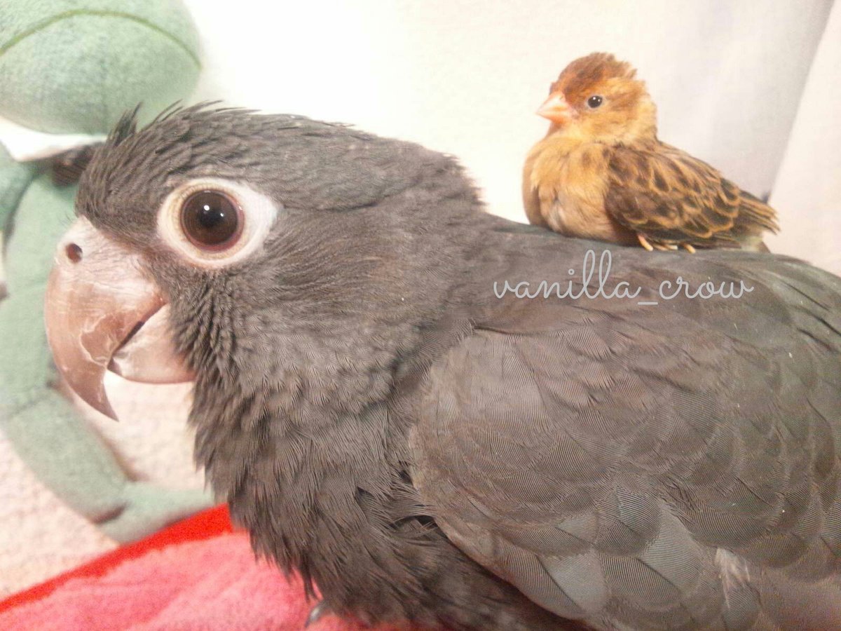 𖥧𖧧𖥣𖥧𖤣𓅂𓅫✽vanilla✽𓅩𖤣𖥧𖥣𖧧𖥧 tweet media