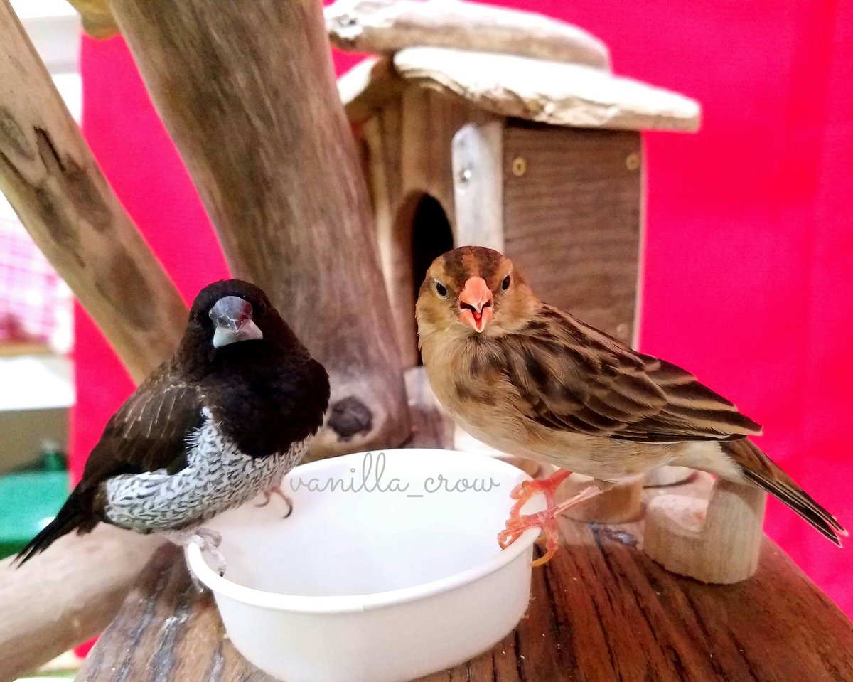 𖥧𖧧𖥣𖥧𖤣𓅂𓅫✽vanilla✽𓅩𖤣𖥧𖥣𖧧𖥧 tweet media