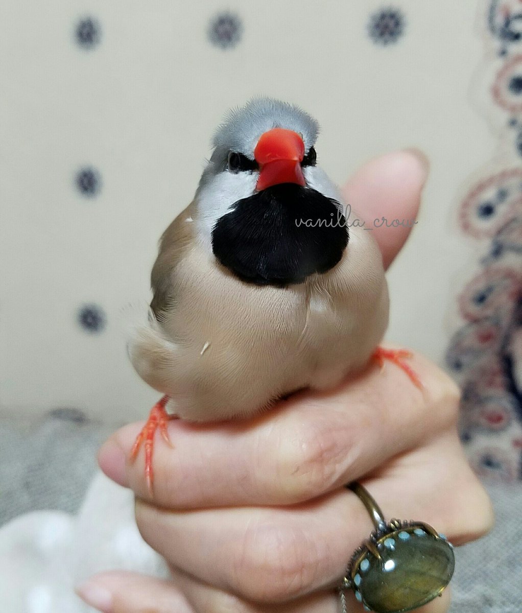 𖥧𖧧𖥣𖥧𖤣𓅂𓅫✽vanilla✽𓅩𖤣𖥧𖥣𖧧𖥧 tweet media