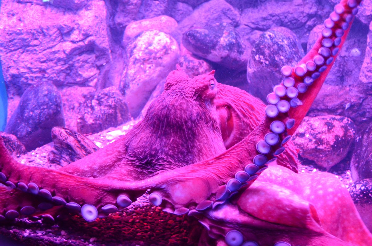 MoskvariumGuide's tweet photo. #octopus #Осьминог Дофлейна. Длина взрослой особи-10метров. Очень гибок и силён,залезает в любые щели, хищник, умён. #moskvarium #москвариум https://t.co/4jIPgrzTLA