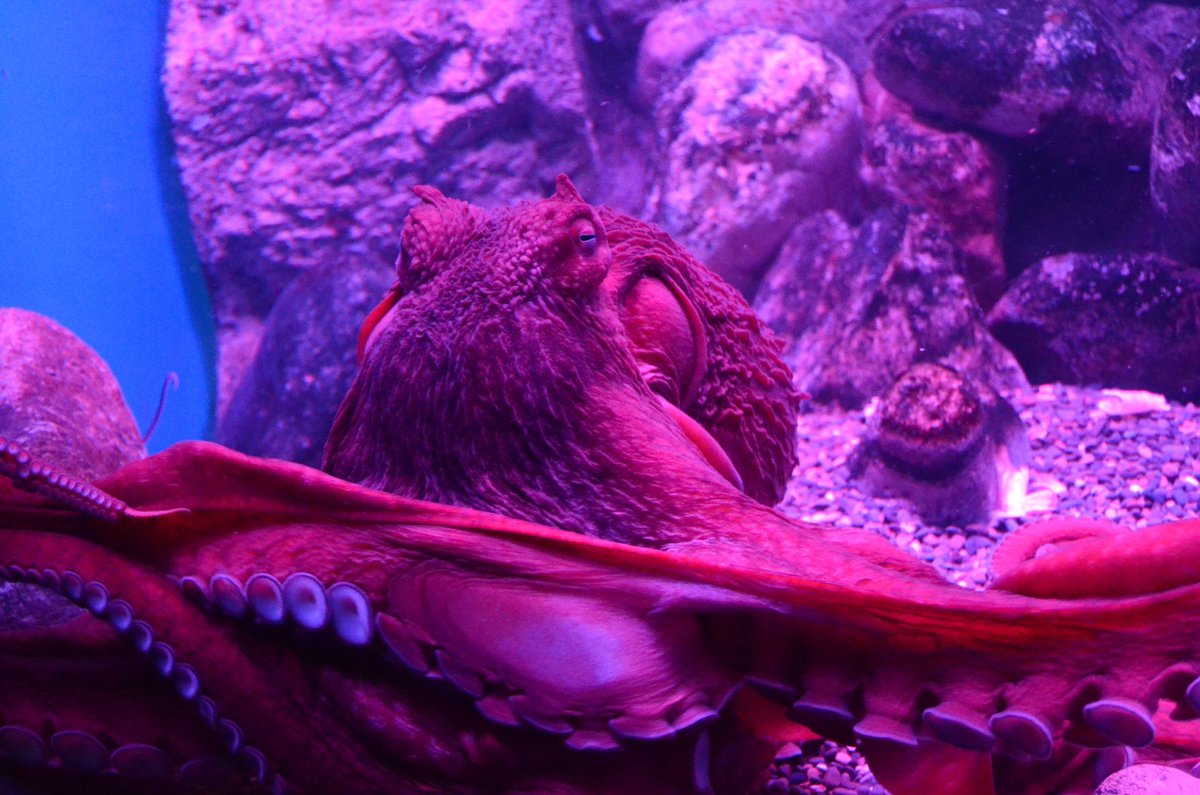 MoskvariumGuide's tweet photo. #octopus #Осьминог Дофлейна. Длина взрослой особи-10метров. Очень гибок и силён,залезает в любые щели, хищник, умён. #moskvarium #москвариум https://t.co/4jIPgrzTLA
