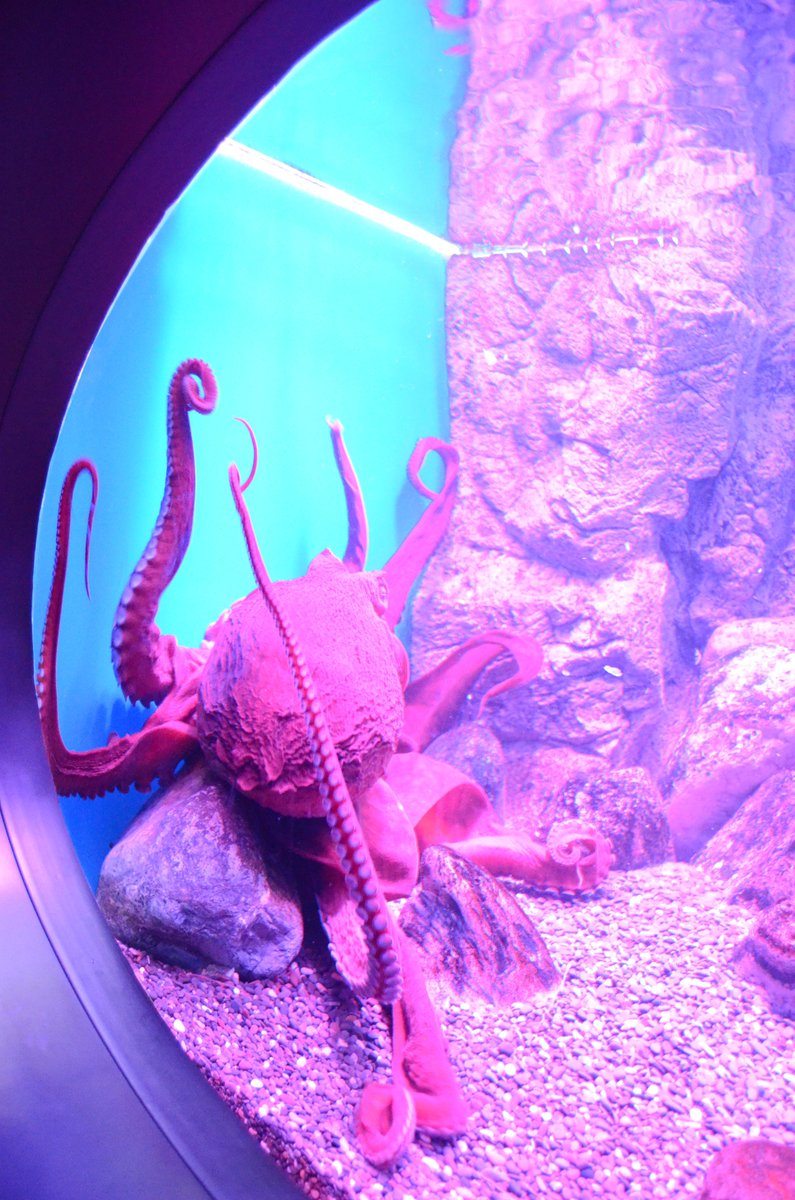 MoskvariumGuide's tweet photo. #octopus #Осьминог Дофлейна. Длина взрослой особи-10метров. Очень гибок и силён,залезает в любые щели, хищник, умён. #moskvarium #москвариум https://t.co/4jIPgrzTLA