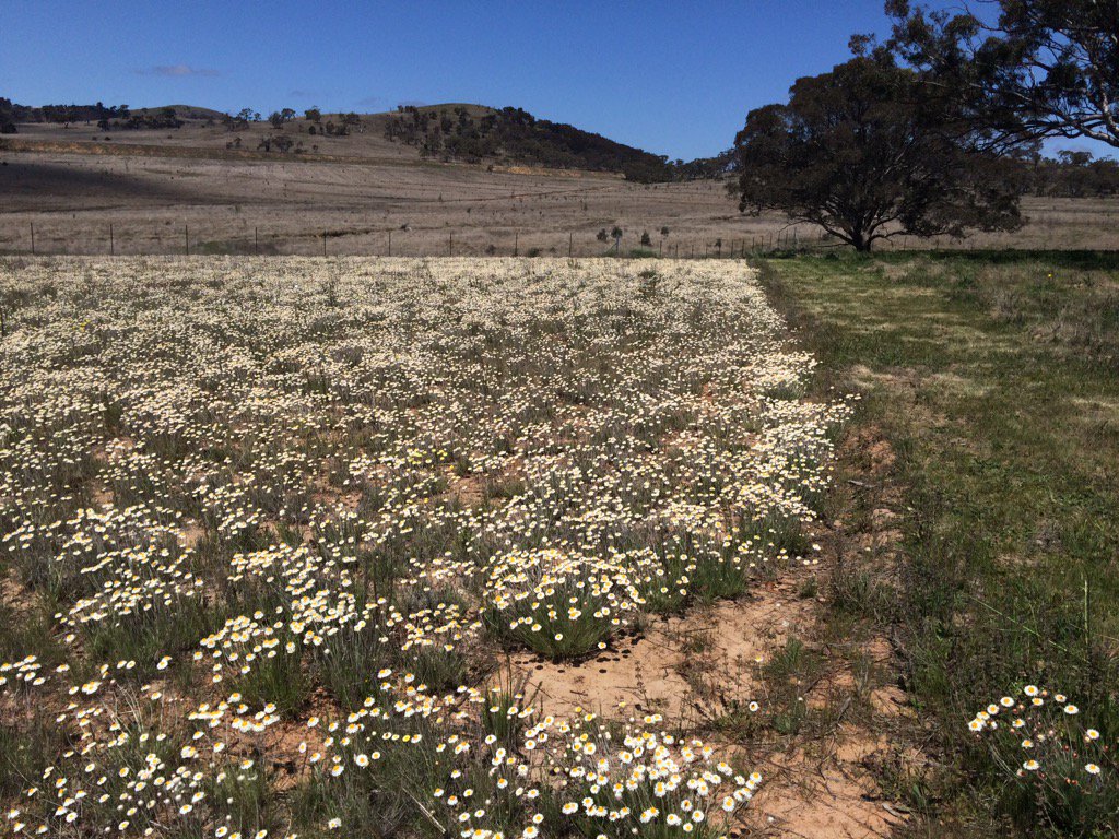NickiTaws's tweet photo. @bidgeewidgee @kyliedurant @willb_photos @GreeningAust GA grassland restoration in ACT region - yes it works! https://t.co/GQT080HWK0