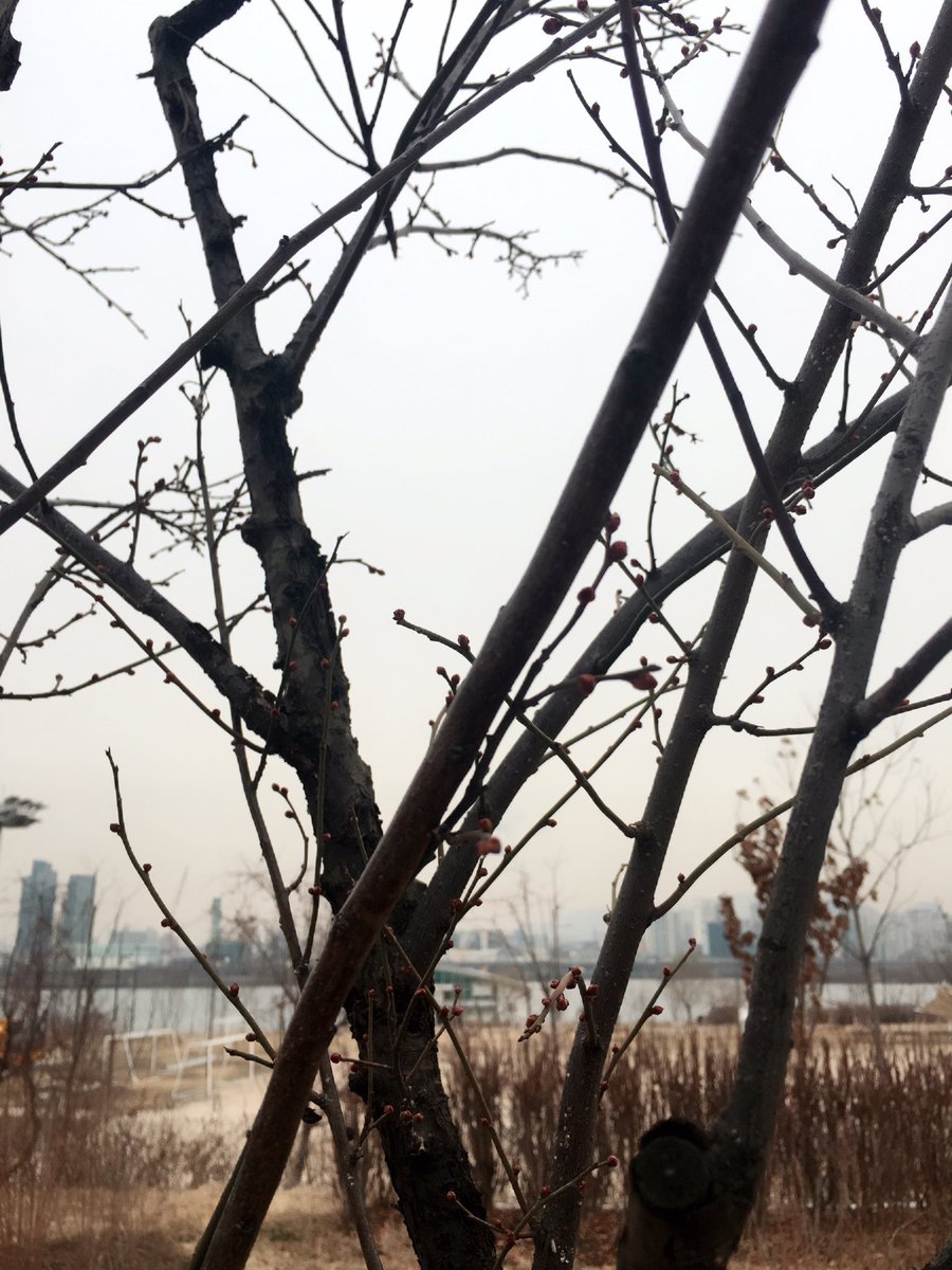 happytvxqtree's tweet photo. #동방신기숲 #유노윤호 나무 #최강창민 나무 모두 꽃 피울 준비를 한창 하고 있더라구요! 꽃도 얼른피고 동방신기도 얼른 다시 만났으면! https://t.co/lQiyU27dto